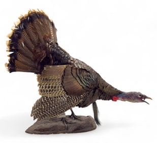 Full PA Spring Turkey Mount