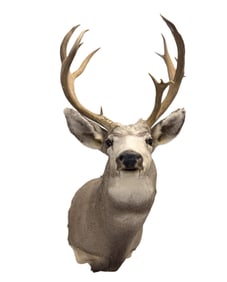14 Point Whitetail Deer Shoulder Mount