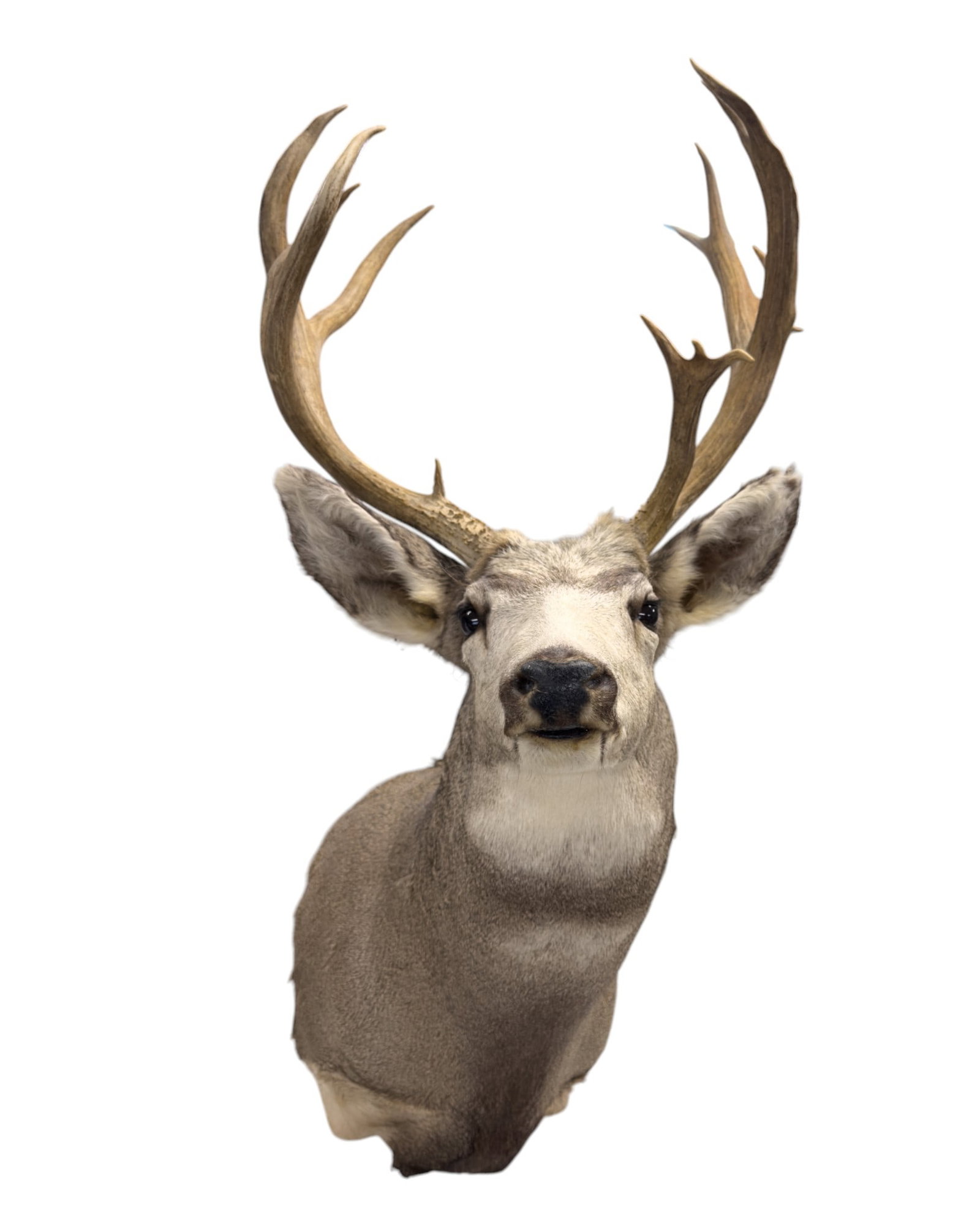 14 Point Whitetail Deer Shoulder Mount (1 of 8)