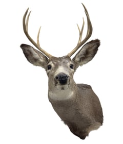 7 Point Whitetail Deer Shoulder Mount
