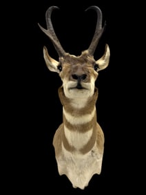 Pronghorn Deer Shoulder Mount