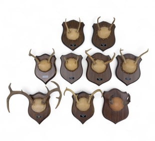 9 Antler Mount, Most from Potter County w/ Plaques