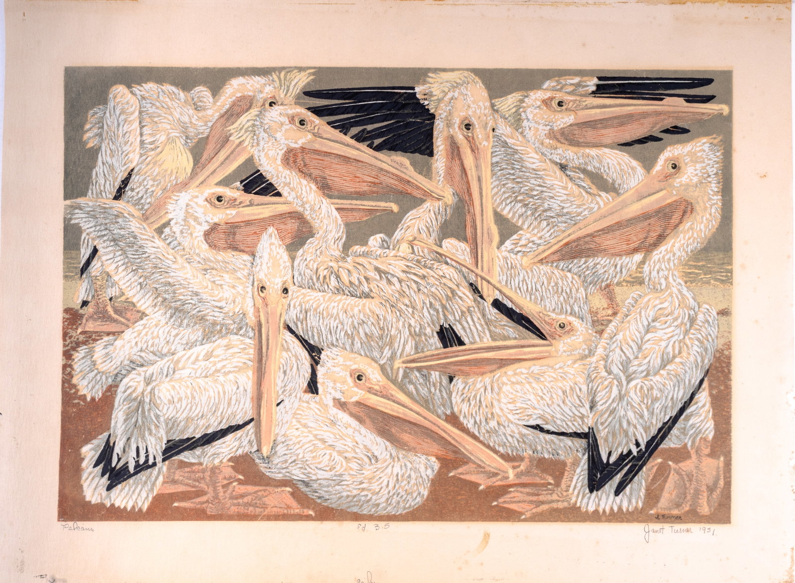 Janet Turner (Am 1914-1988) Pelicans Linocut: Linocut print of 'Pelicans' by Janet Turner (American 1914-1988) border is pencil signed, titled, editioned no. 35, and dated 1951, measures 23.75" W x 17.75" H.