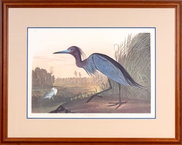 Large J.J. Audubon Print of Blue Crane or Heron