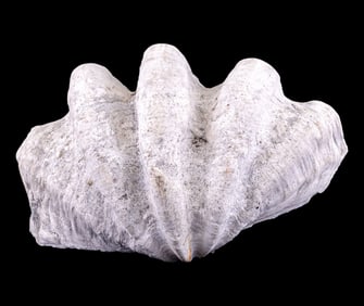 Giant Clam Shell Tridacna Gigas (~19.25" W)