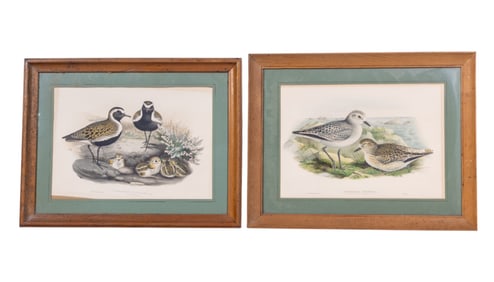 J. Wolf + H.C Richter Color Bird Lithographs (2)