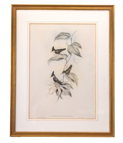 J. Gould Hand Tinted Hummingbird Lithograph