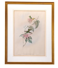 J. Gould Hand Tinted Hummingbird Lithograph