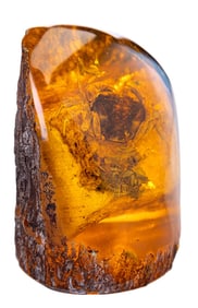 Crab Encrusted Amber Fossil