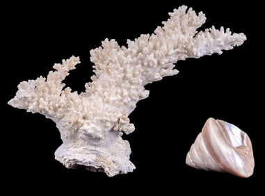 Natural Coral Cluster & Pearl Trochus Shell