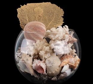 Large Collection of Sea Shells and Coral