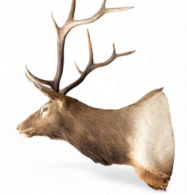Elk Shoulder Mount