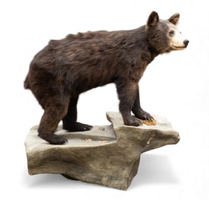Black Bear Cub Full Body Taxidermy