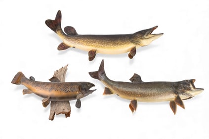 Taxidermy Pike, Trout, and Lake Trout