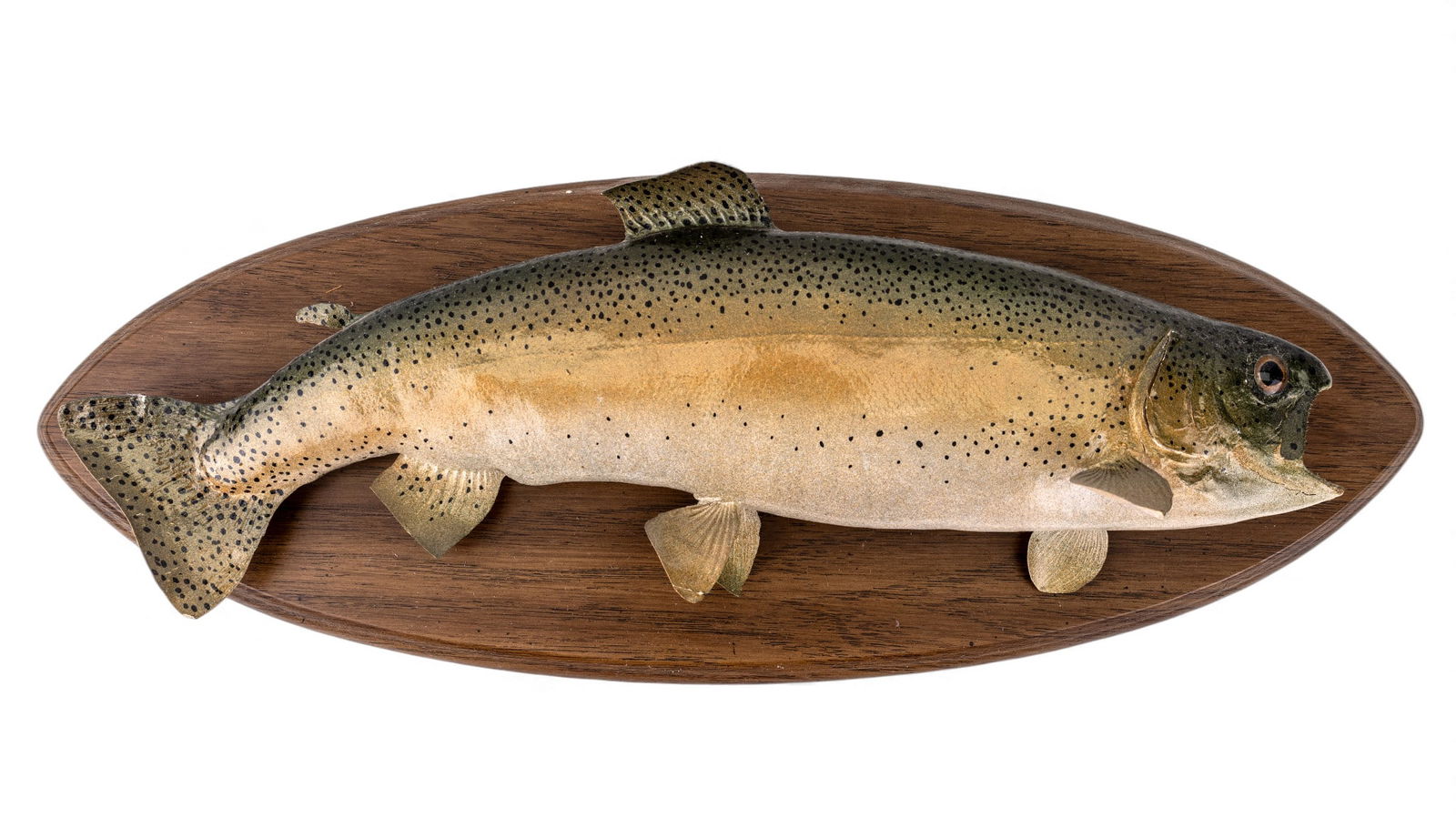 Taxidermy Palomino Trout and Cutthroat Trout (1 of 12)