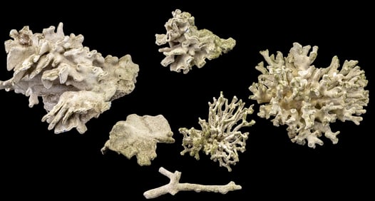 9 Pieces of Early Coral