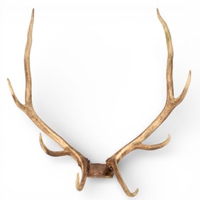 Set of Elk Antlers, Nicely Mounted