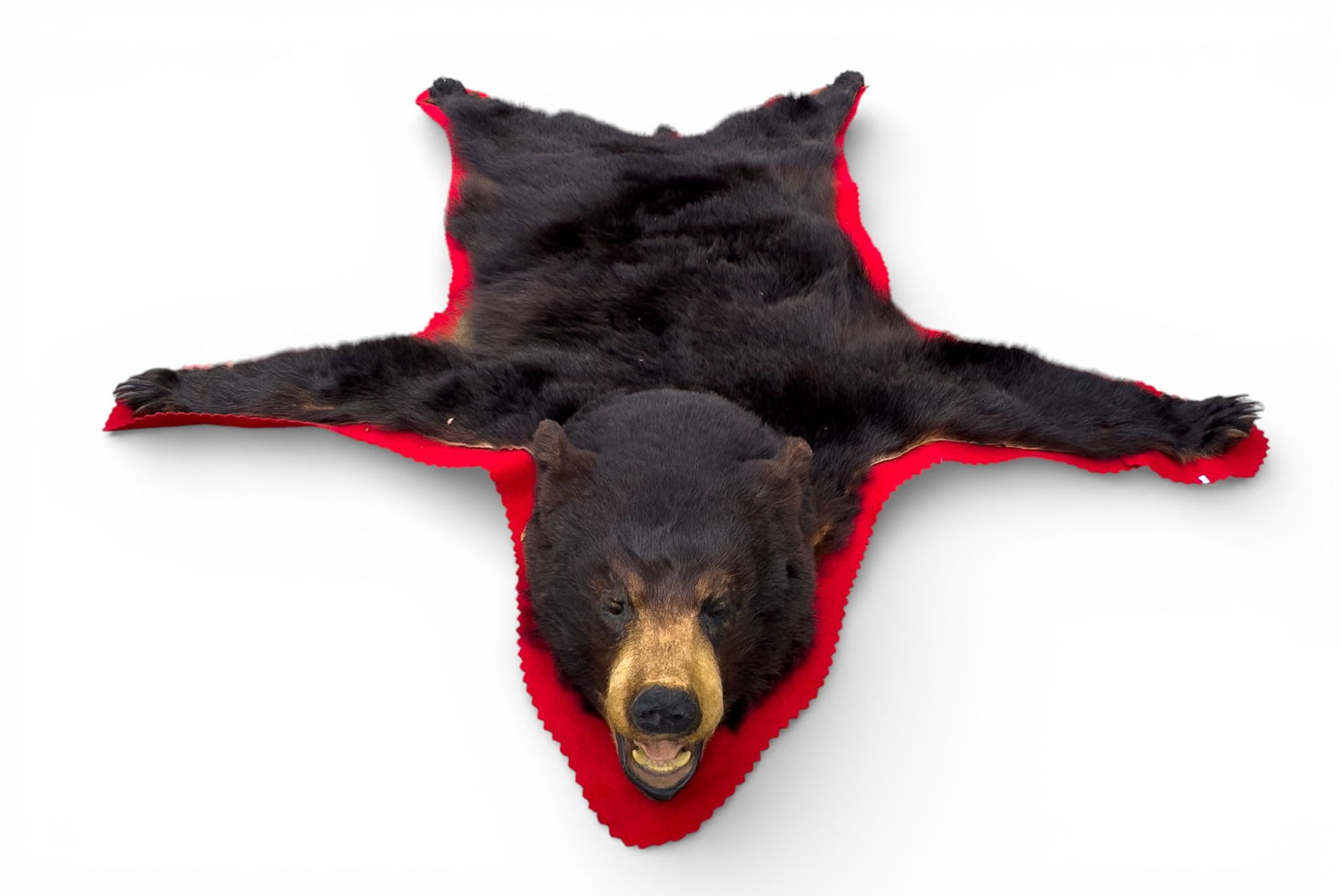 Black Bear Rug w/ Felt Border ~5.5' L: Black bear rug featuring an open-mouth head mount with glass eyes and visible teeth, mounted with a scalloped red felt border. Measures approx. 68" L.