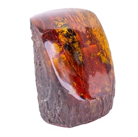 Cicada in Amber, Reconstituted