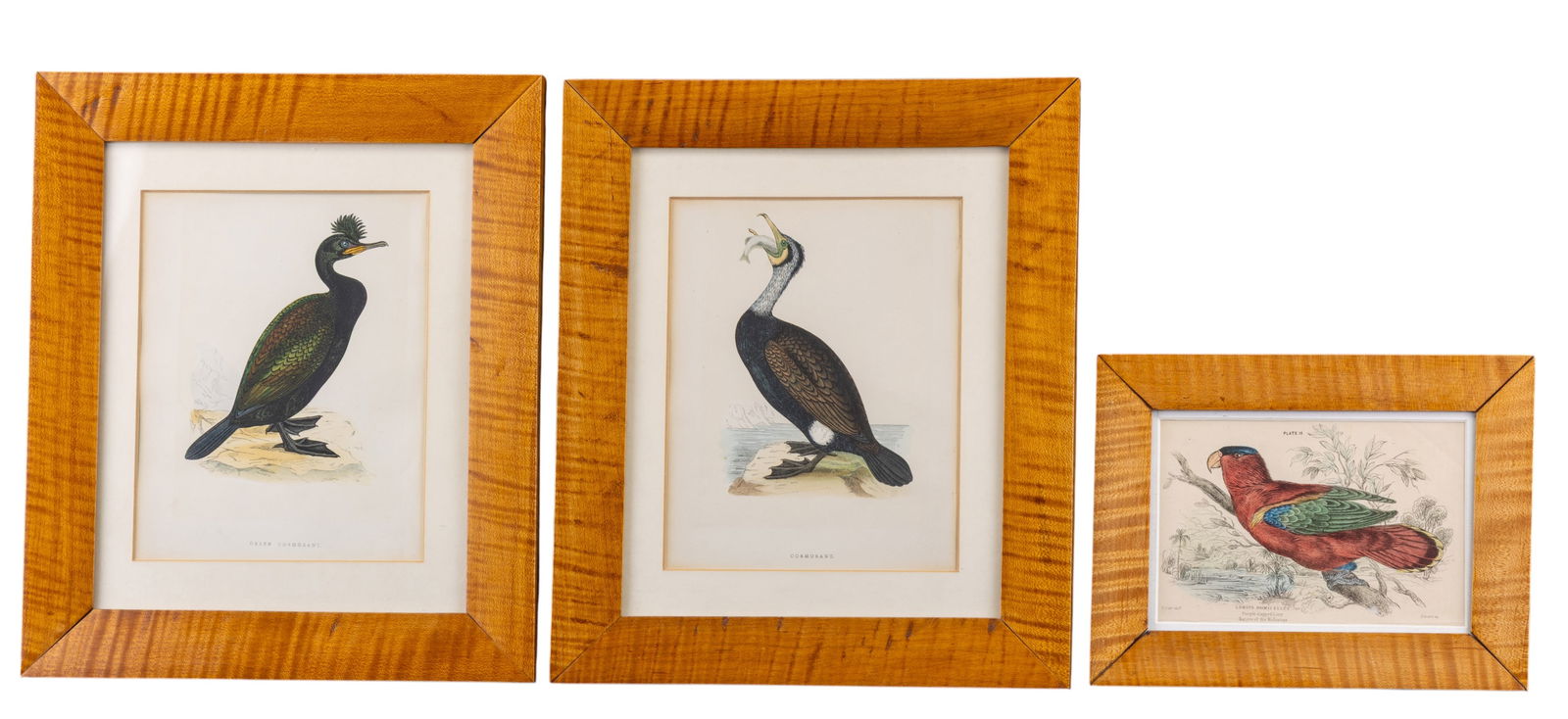 Tiger Maple Framed Hand Colored Lithographs (1 of 10)