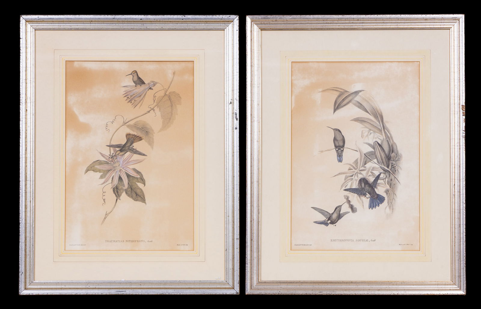 Early Hummingbird Hand Colored Lithographs (1 of 10)