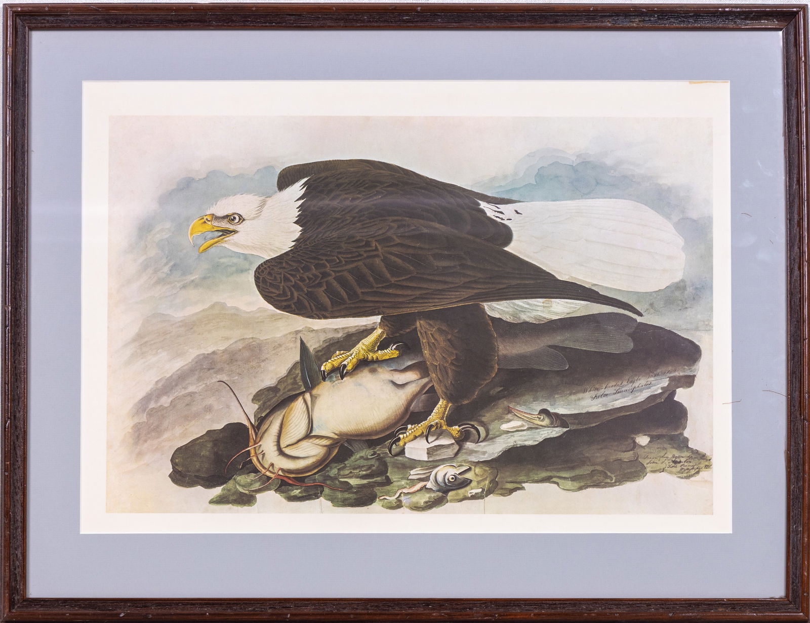 Contemporary Audubon Bald Eagle Print (1 of 4)