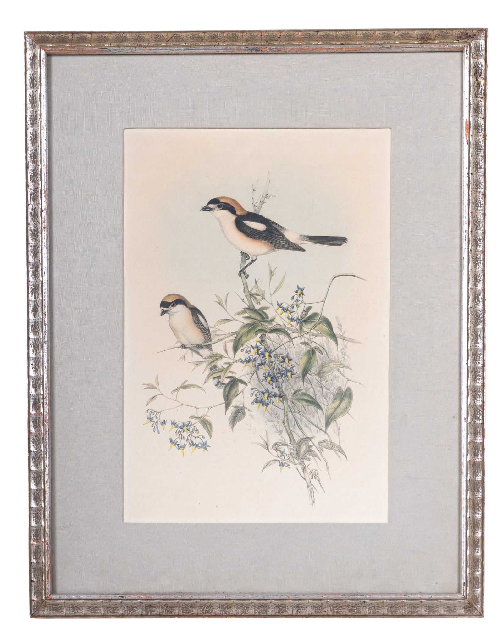 Framed Bird Prints (2) - 2