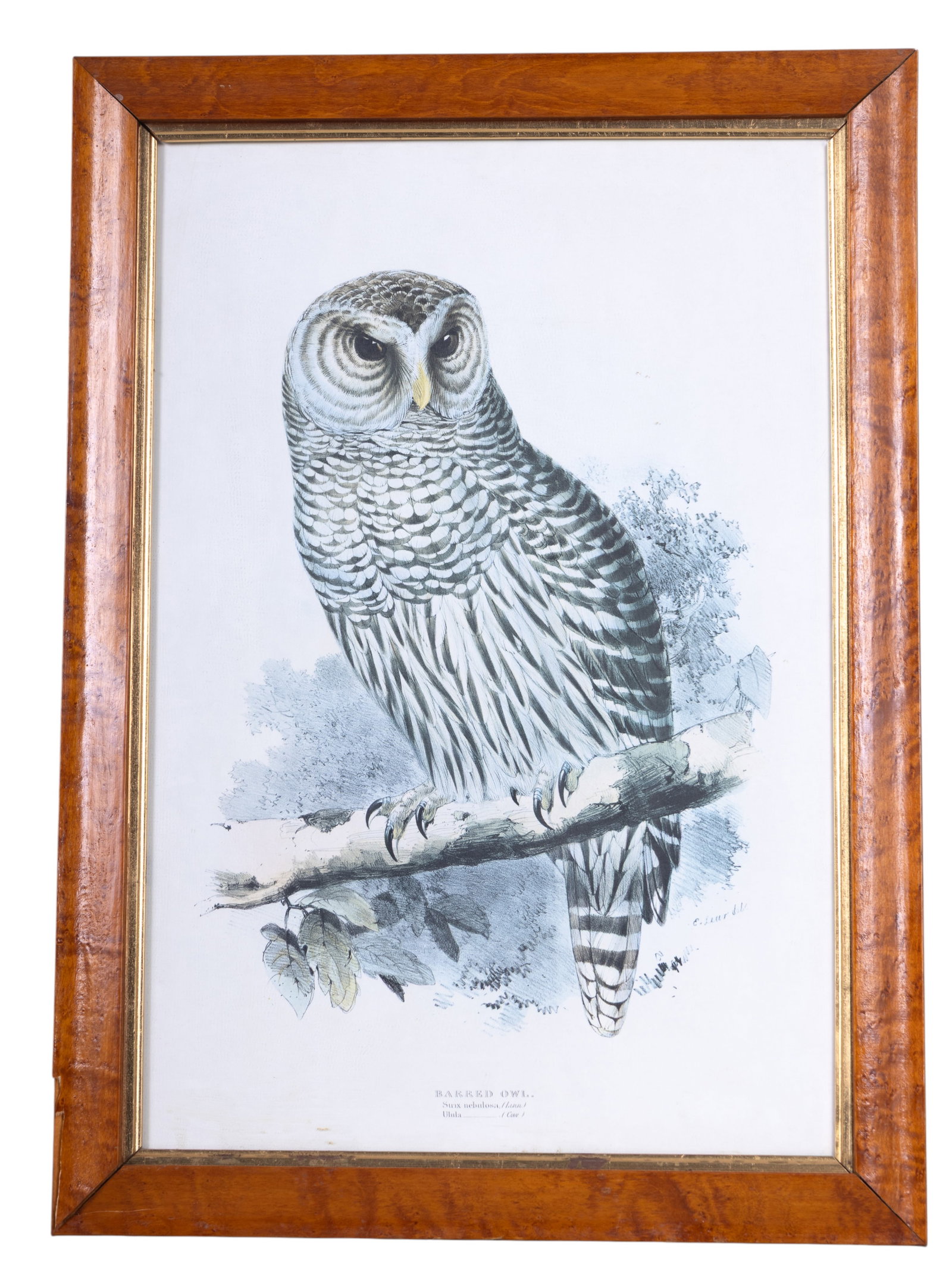 Framed Bird Prints (2) - 6