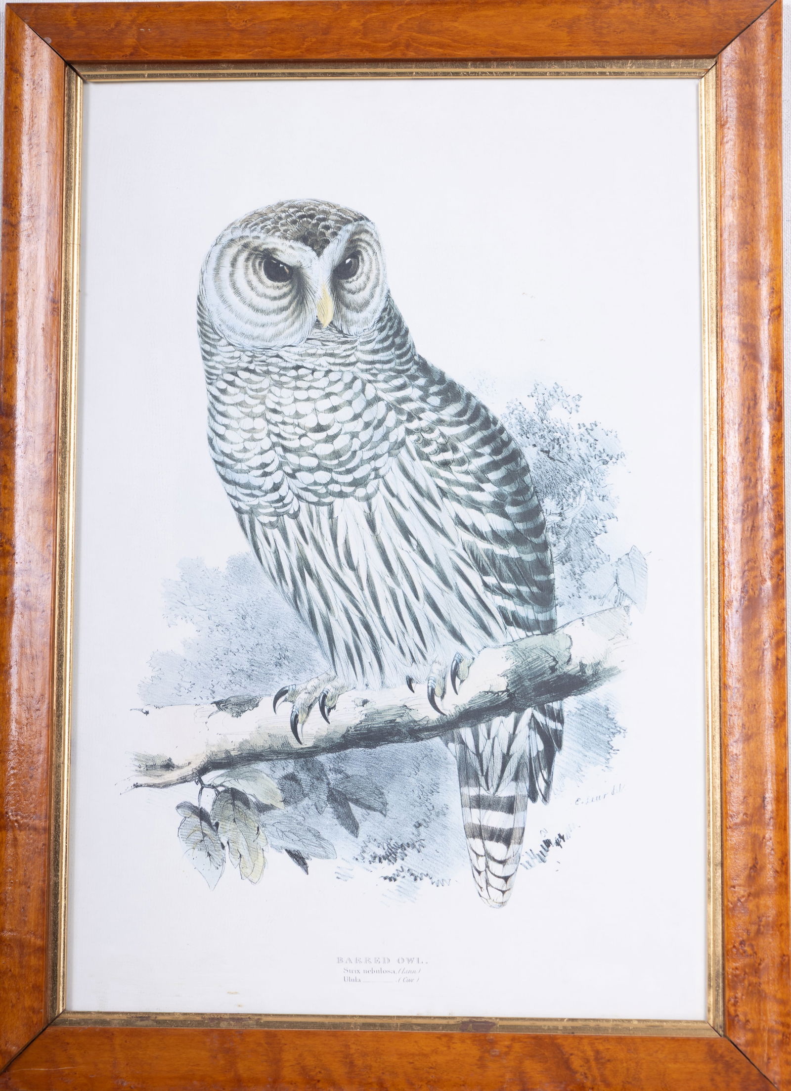 Framed Bird Prints (2) - 7
