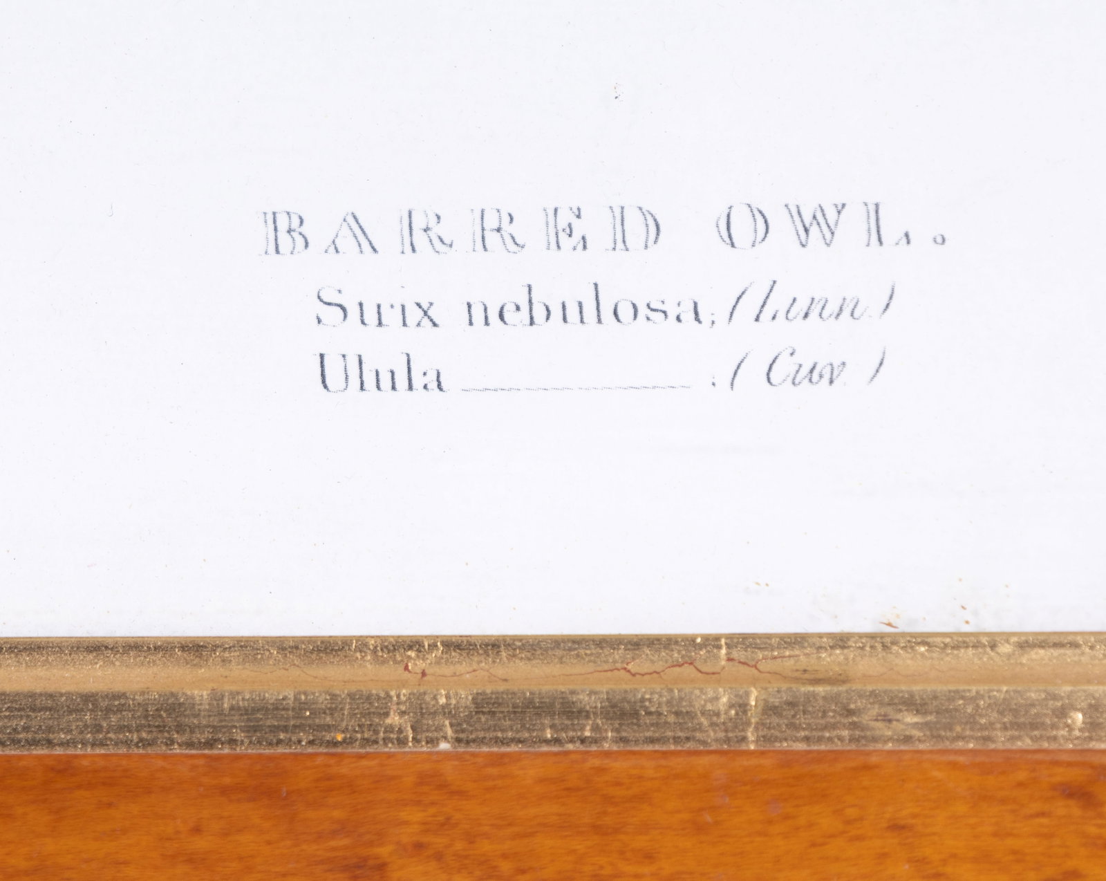 Framed Bird Prints (2) - 8