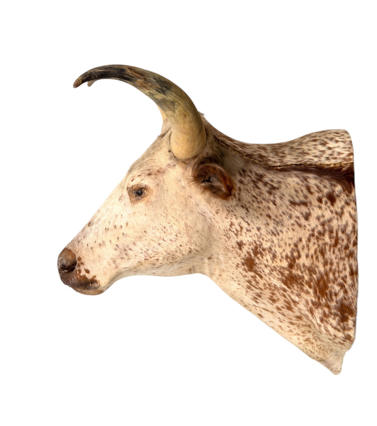 Taxidermy Longhorn Head Mount - 2