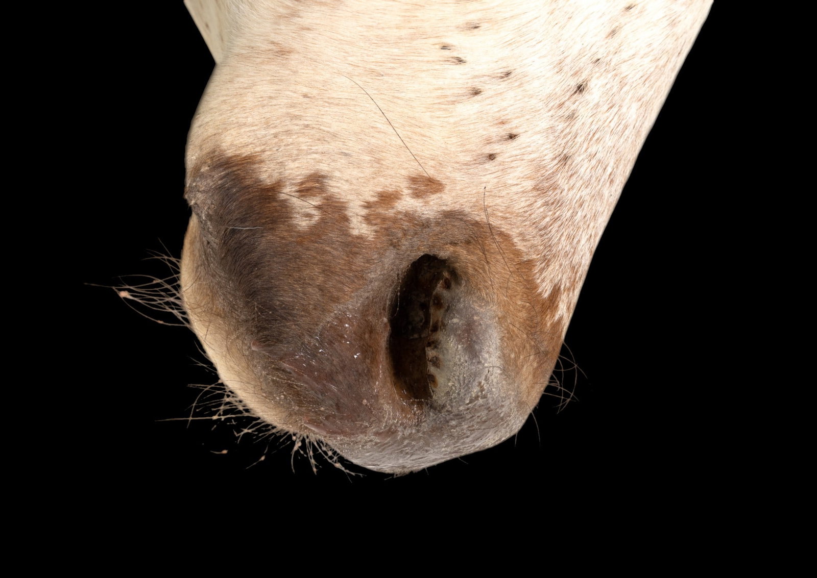 Taxidermy Longhorn Head Mount - 8