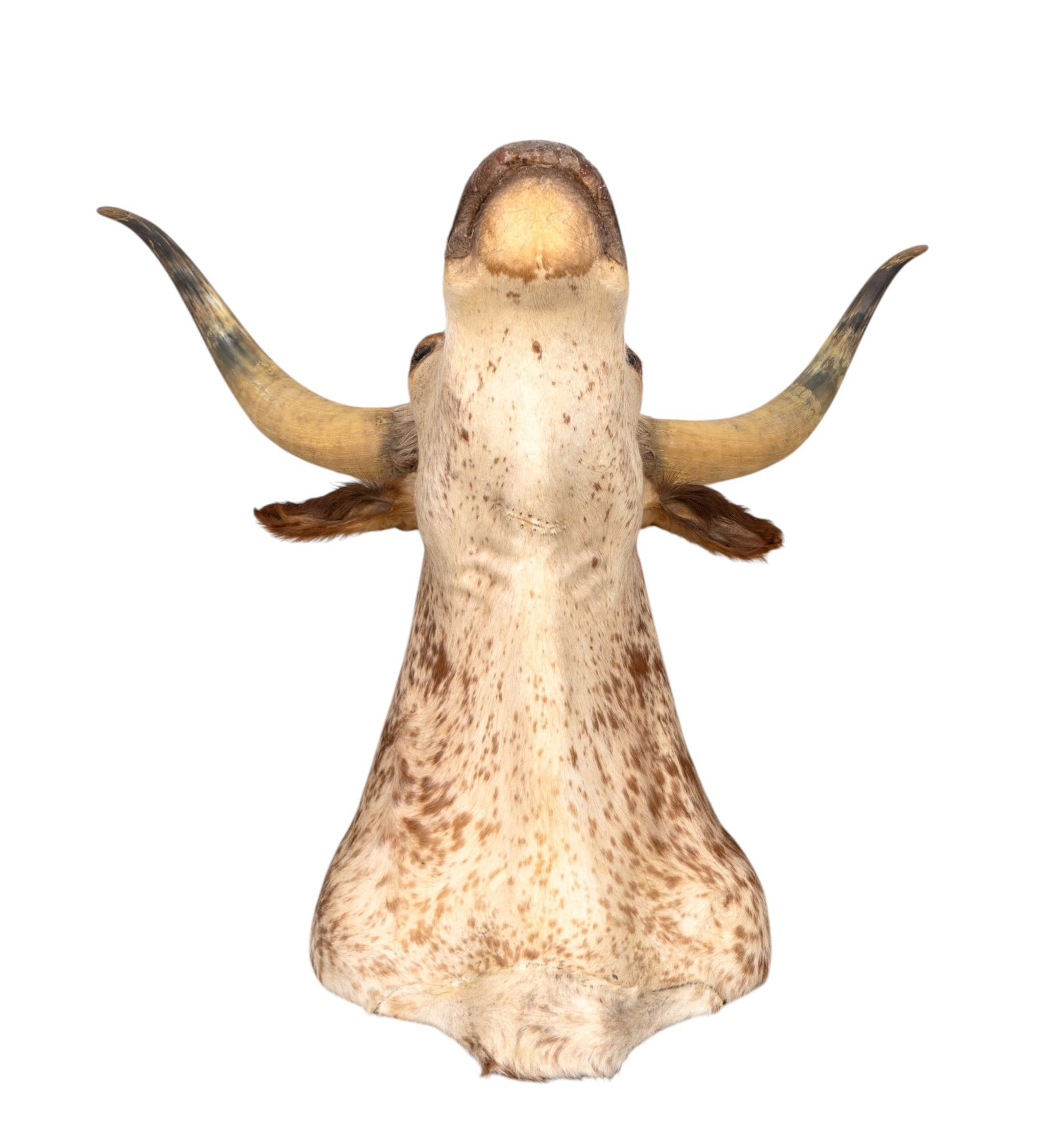 Taxidermy Longhorn Head Mount - 9