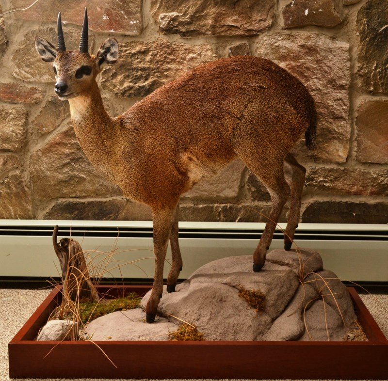 Klipspringer Full Body Mount
