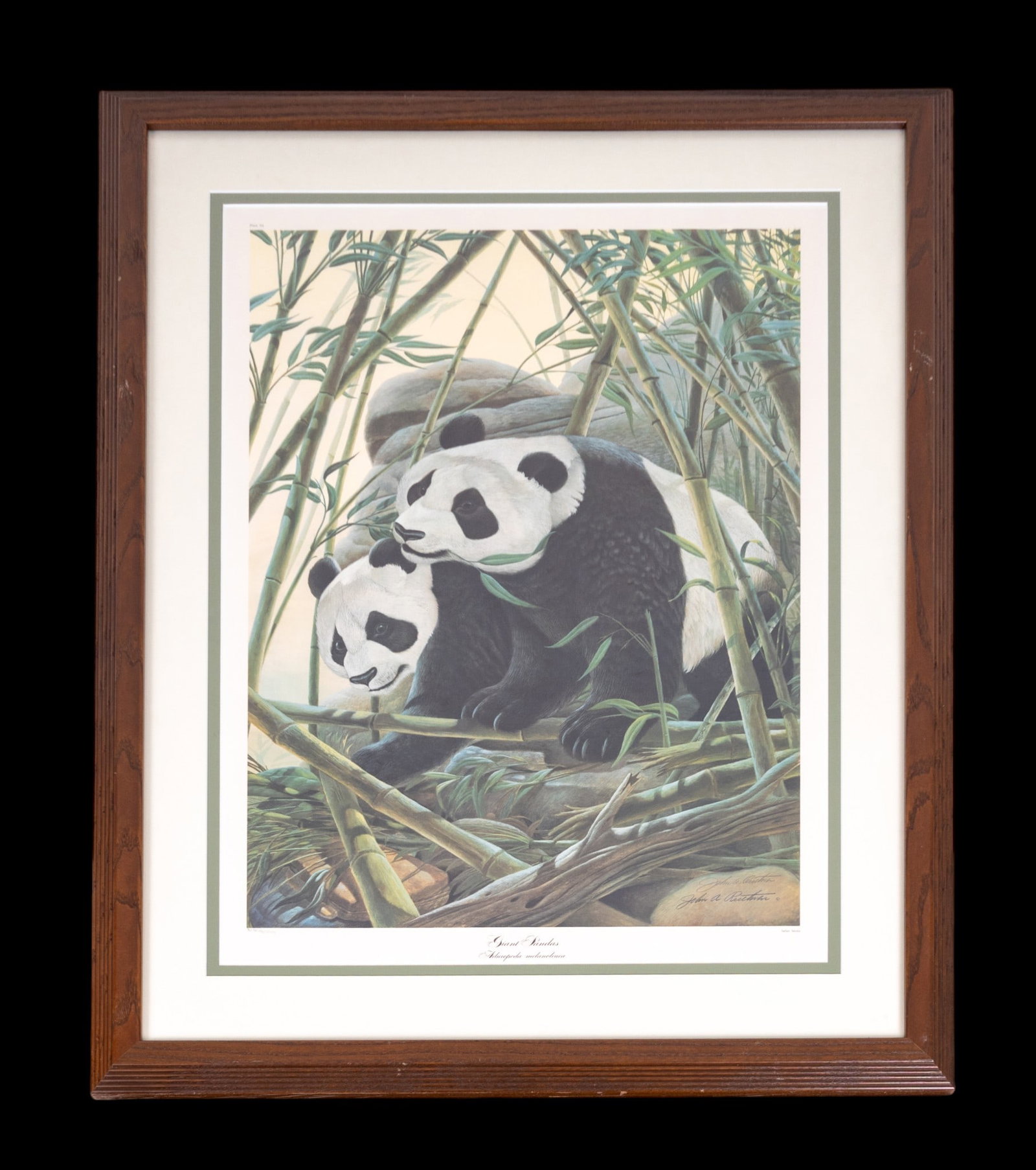 John A. Ruthven "Giant Pandas" Signed Print (1 of 6)