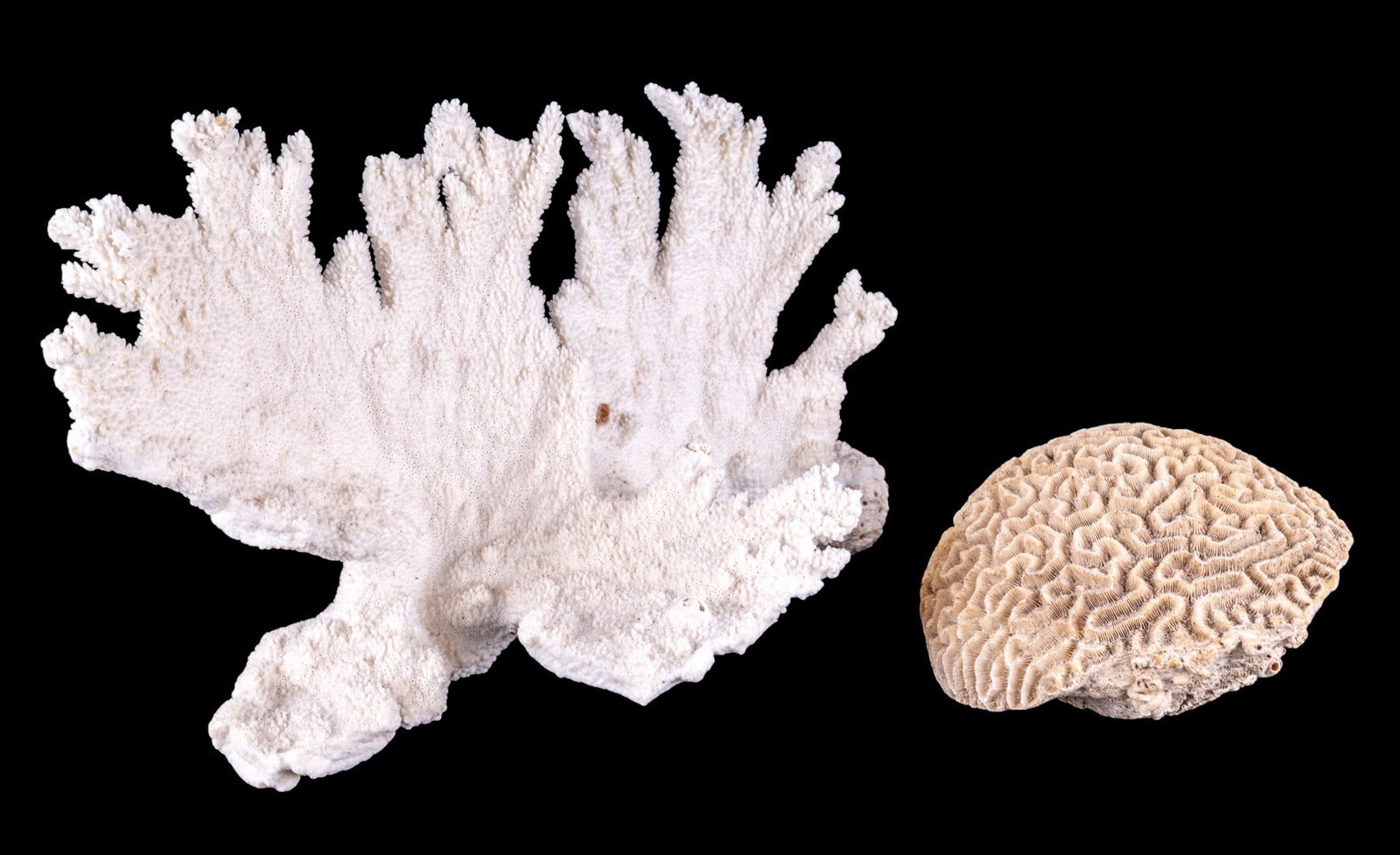 Vintage Natural Coral Specimens (1 of 8)