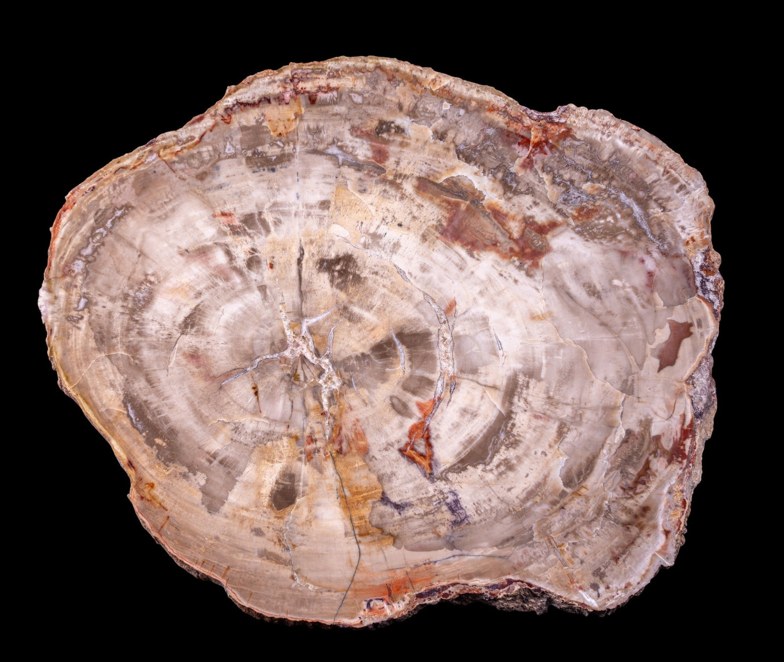 Large Polished Petrified Wood Slab (1 of 4)