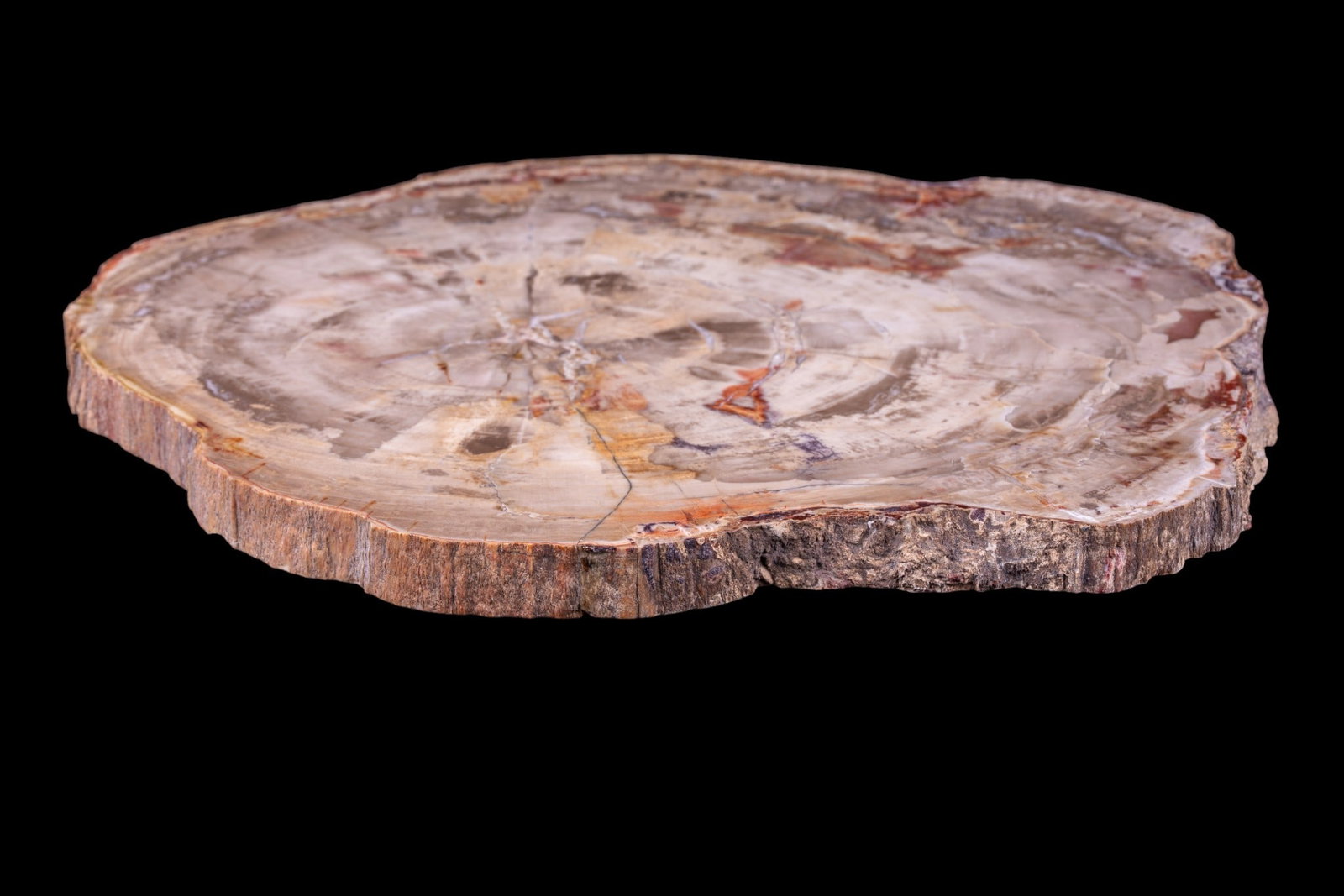 Large Polished Petrified Wood Slab - 2