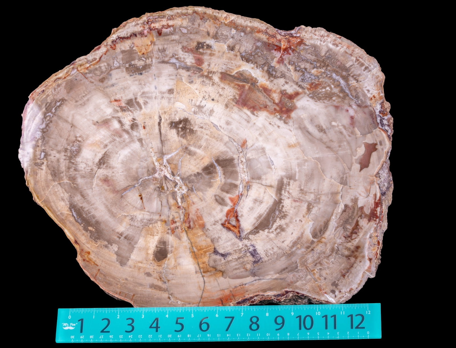 Large Polished Petrified Wood Slab - 3