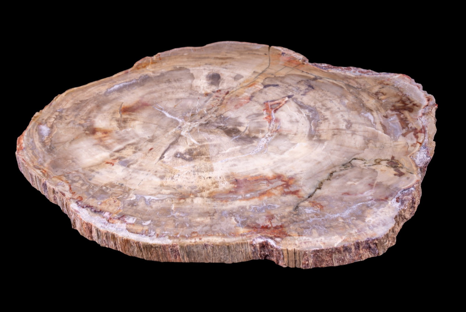 Large Polished Petrified Wood Slab - 4