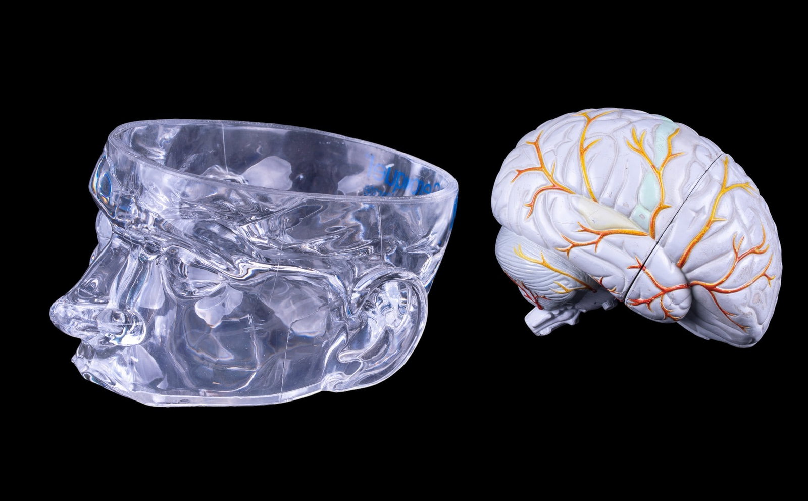 Seroquel Advertising Brain Display Model - 8