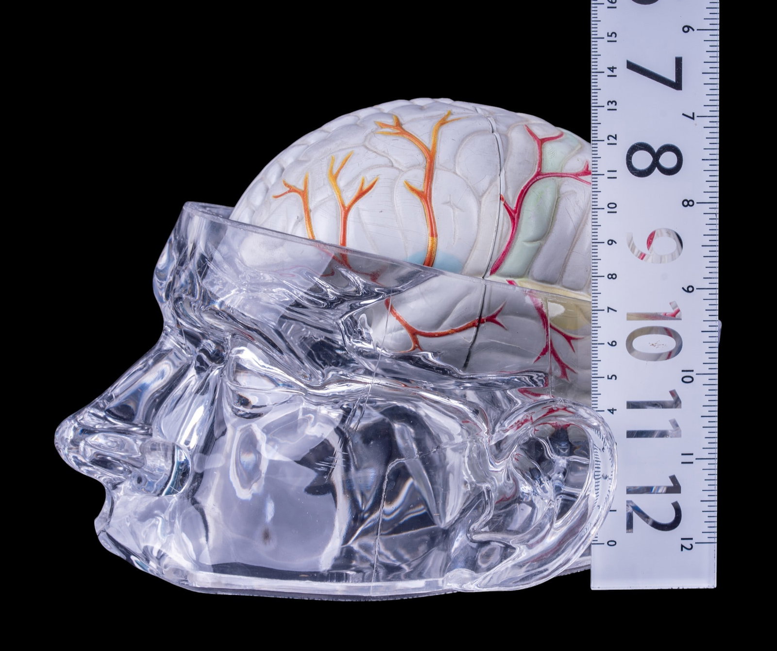 Seroquel Advertising Brain Display Model - 9