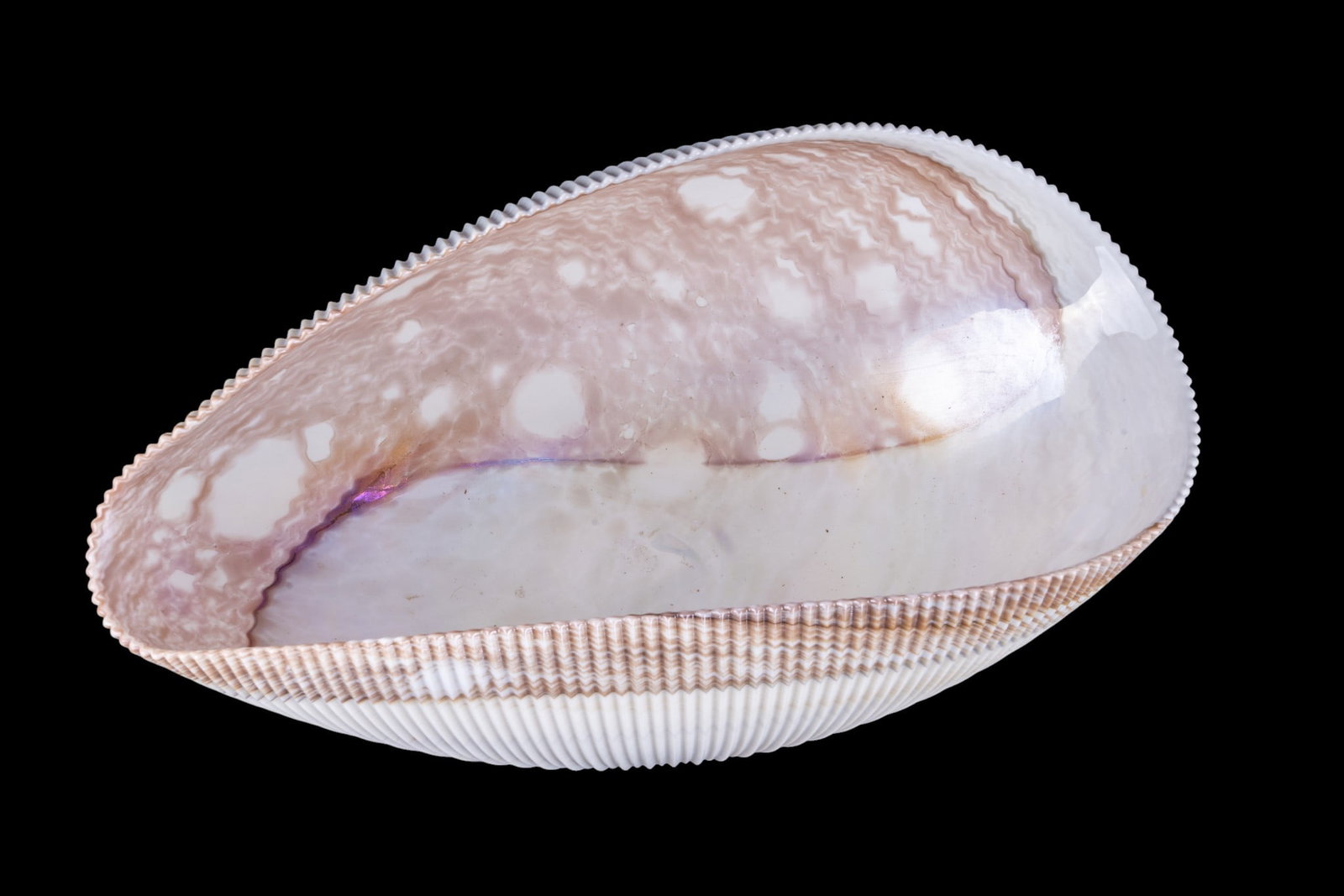 Murano Art Glass Bowl: Beige Murano shell-form centerpiece bowl. Measures approx. 16.75" W x 7.25" H.