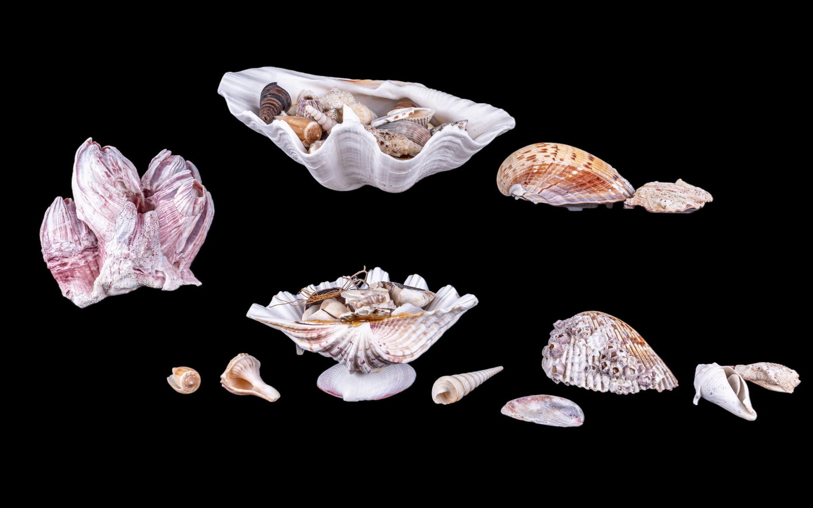 Assorted Seashell Collection (1 of 9)