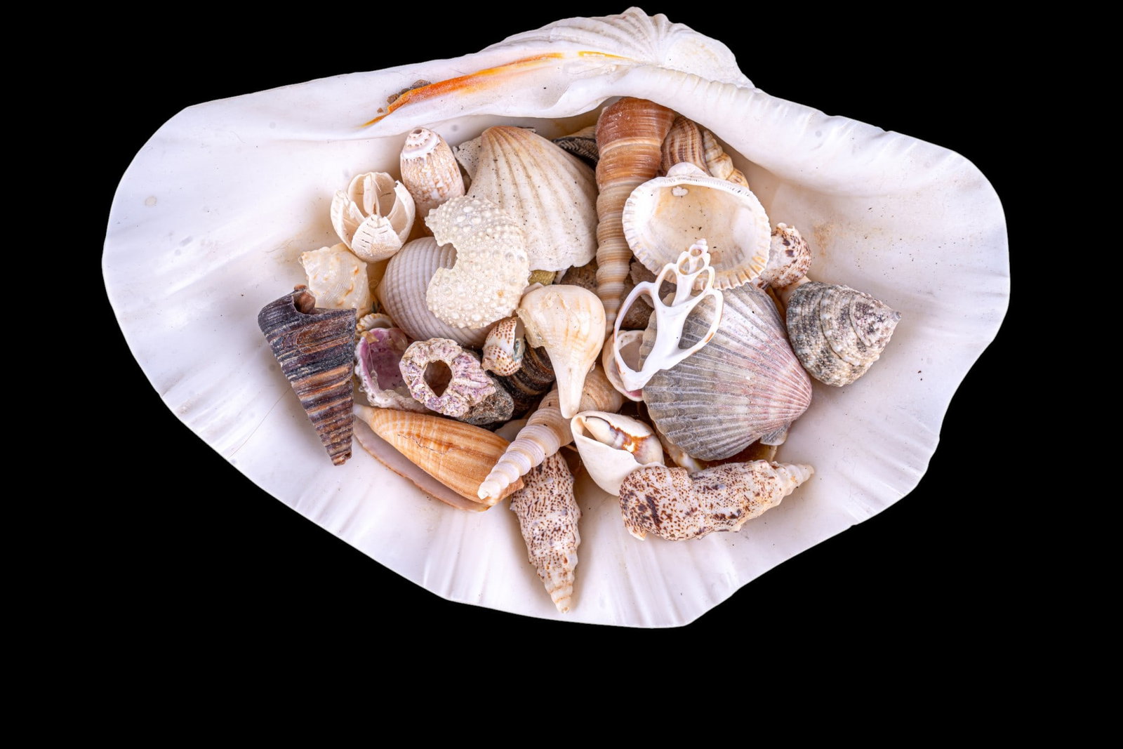 Assorted Seashell Collection - 2