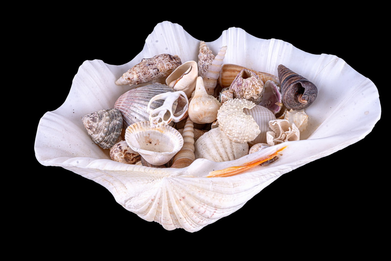Assorted Seashell Collection - 3