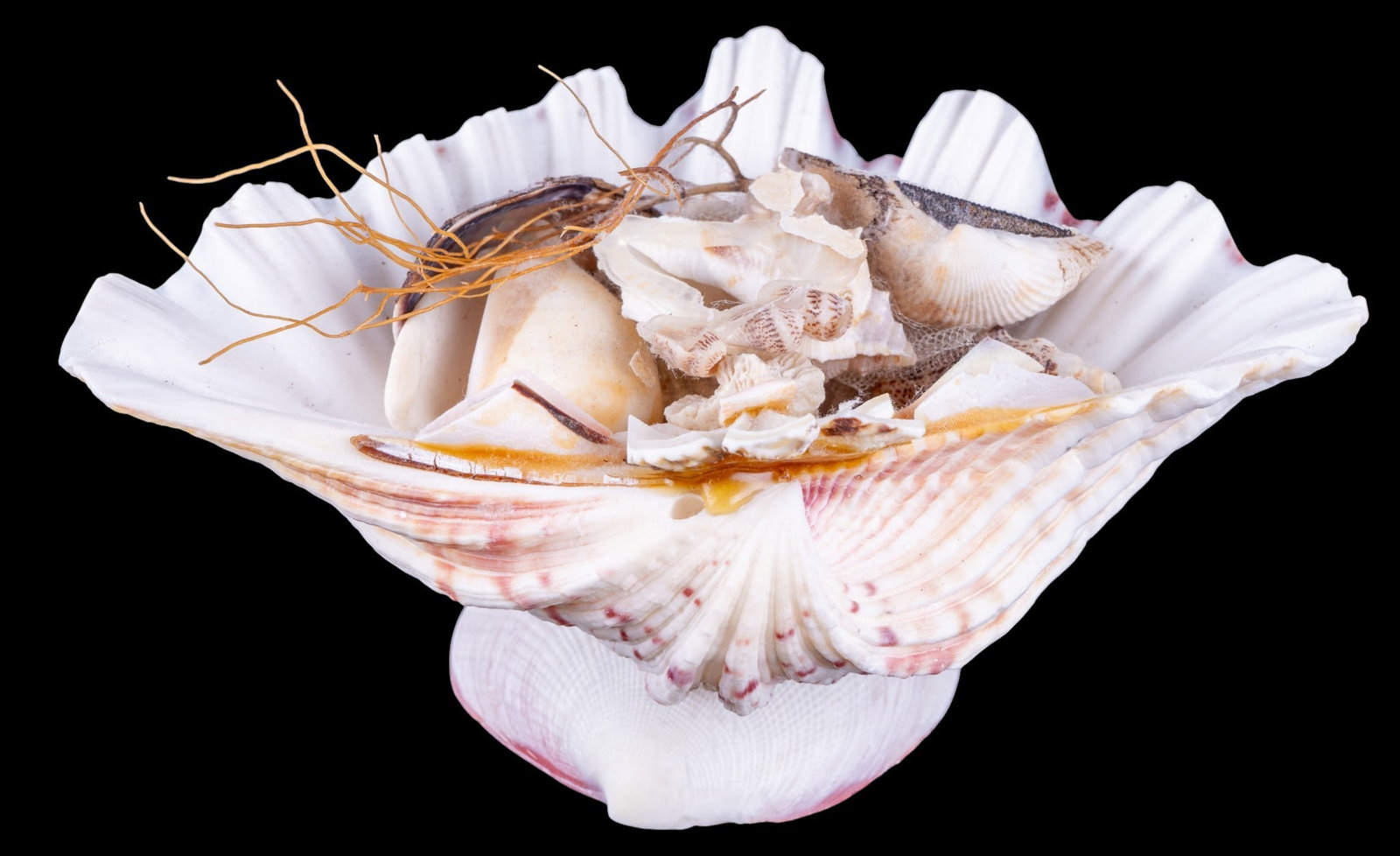 Assorted Seashell Collection - 4