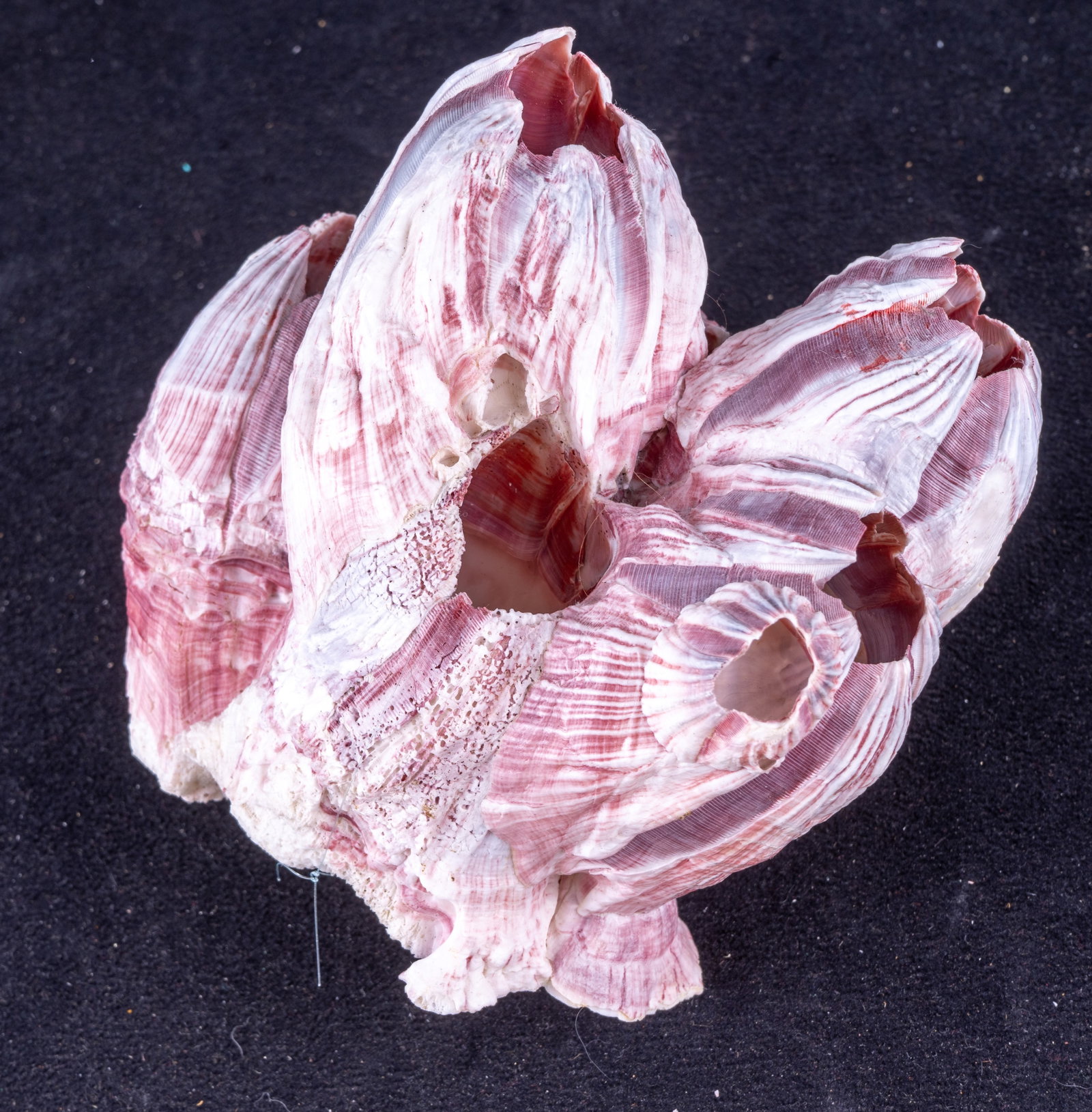 Assorted Seashell Collection - 5
