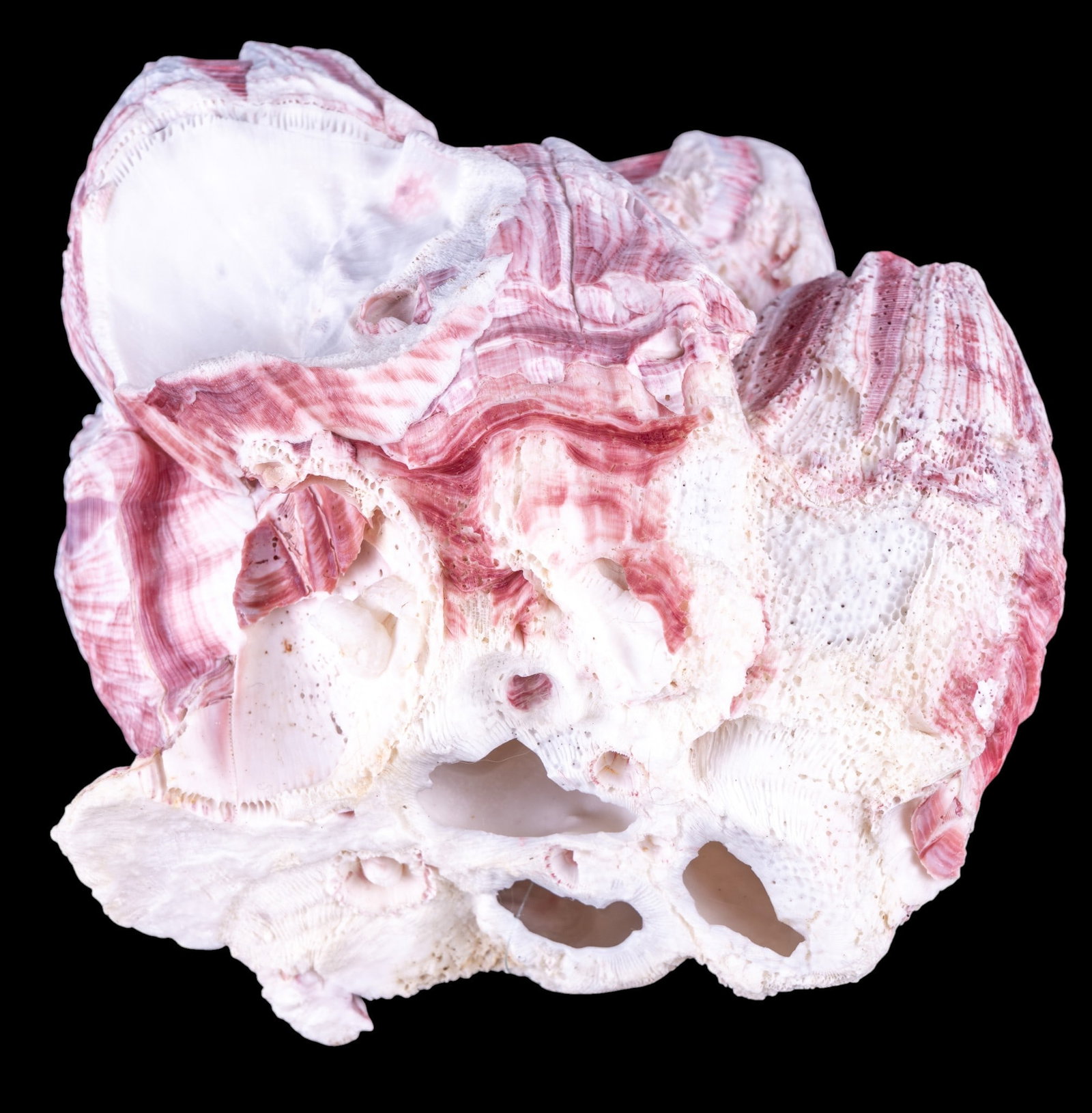 Assorted Seashell Collection - 6