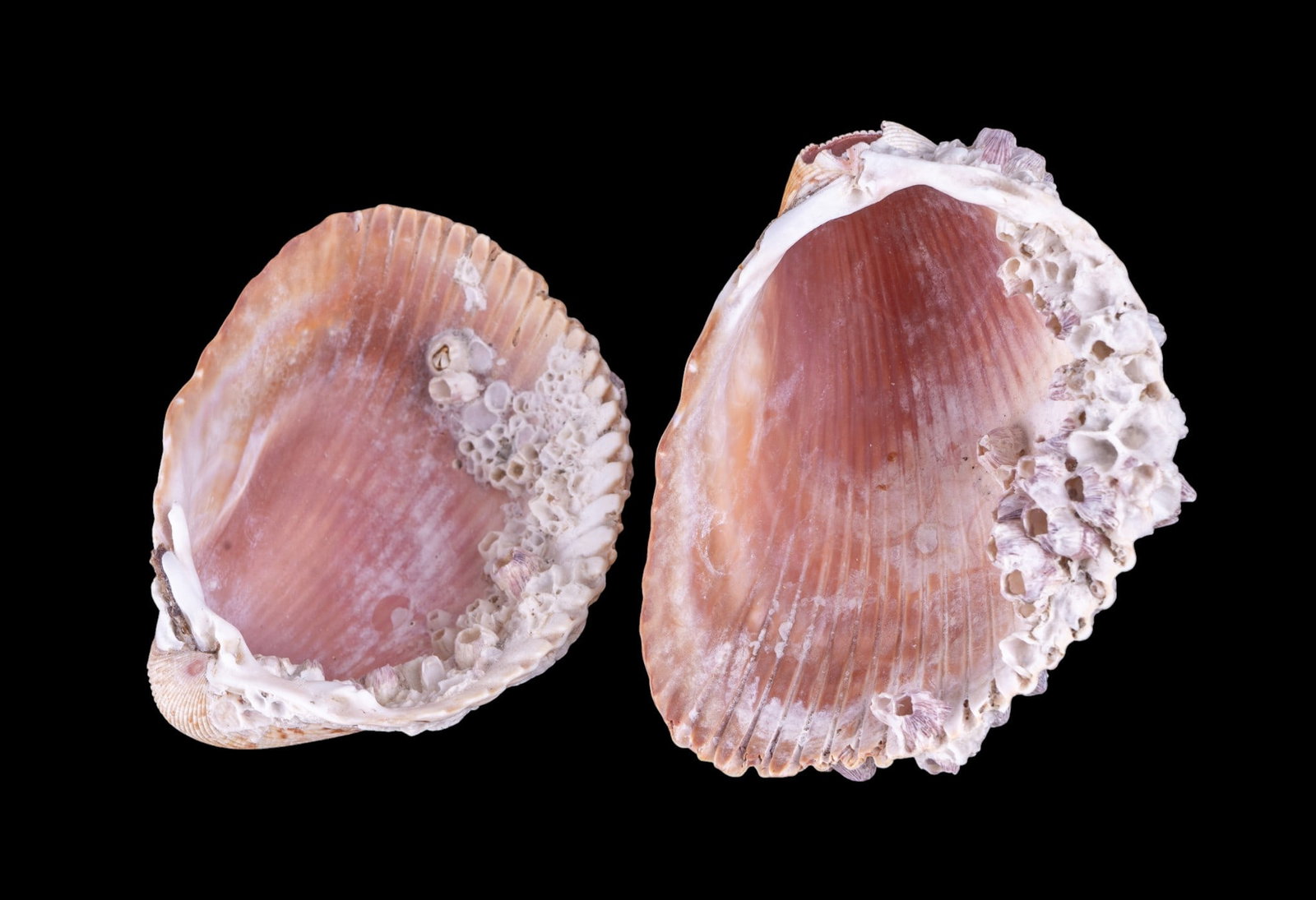 Assorted Seashell Collection - 7
